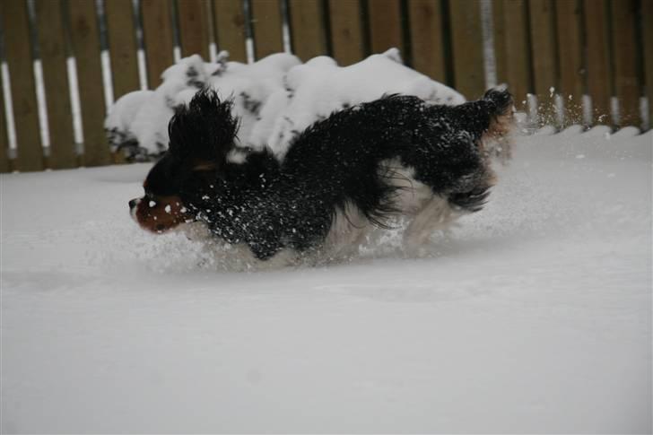 Cavalier king charles spaniel Cavaqueens Amazing Amy billede 1