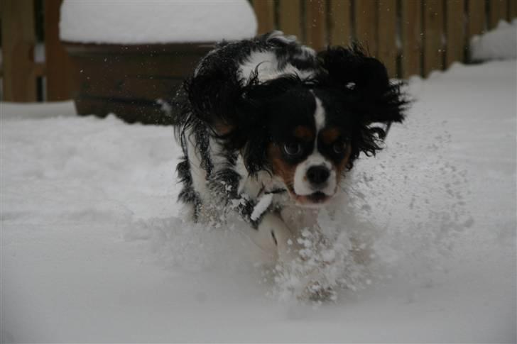 Cavalier king charles spaniel Cavaqueens Amazing Amy billede 2