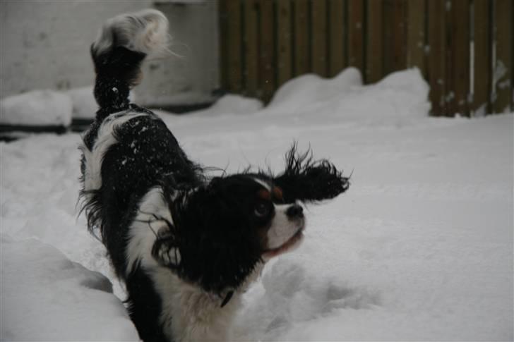Cavalier king charles spaniel Cavaqueens Amazing Amy billede 3
