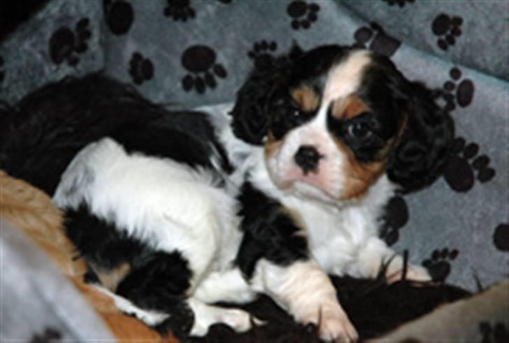 Cavalier king charles spaniel Cavaqueens Amazing Amy - Som hvalp. billede 4