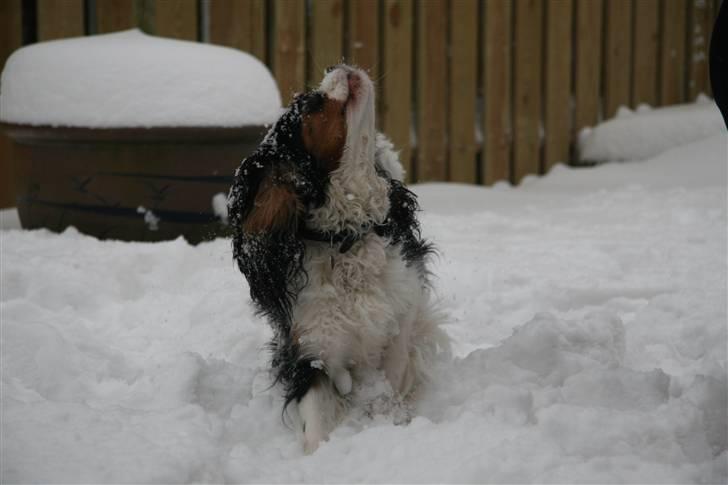 Cavalier king charles spaniel Cavaqueens Amazing Amy billede 5