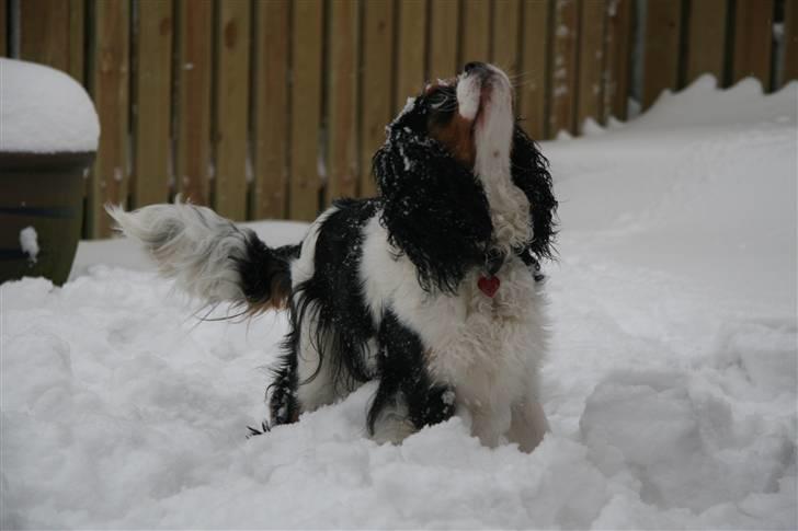 Cavalier king charles spaniel Cavaqueens Amazing Amy billede 6