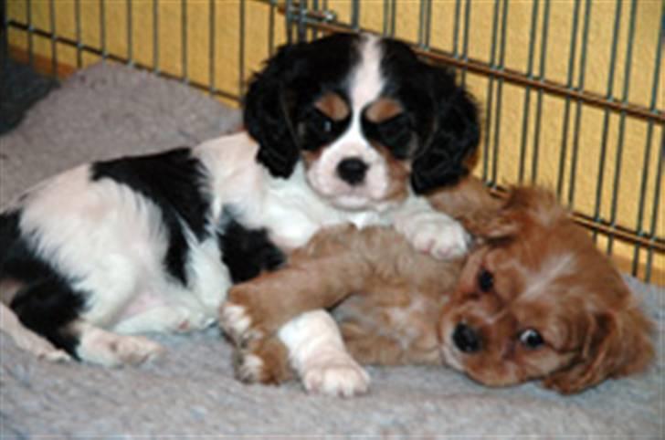 Cavalier king charles spaniel Cavaqueens Amazing Amy - Som hvalp. billede 7