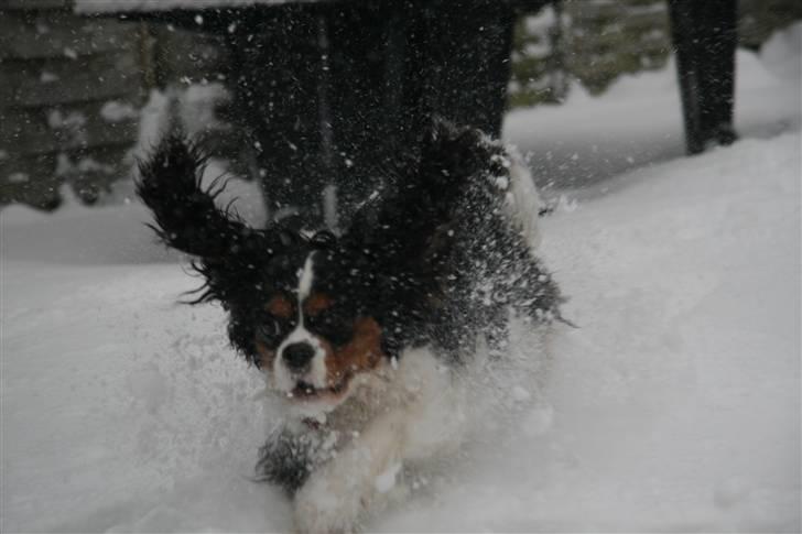 Cavalier king charles spaniel Cavaqueens Amazing Amy billede 8