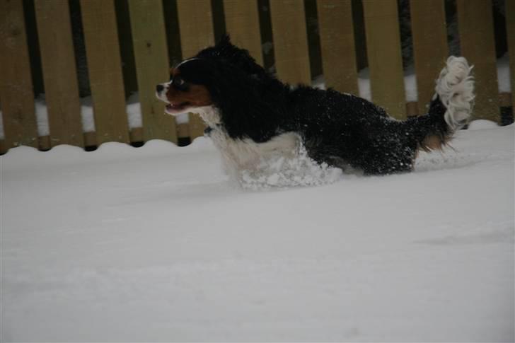 Cavalier king charles spaniel Cavaqueens Amazing Amy billede 9