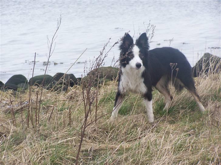 Border collie Cleo RIP lille tøs billede 7