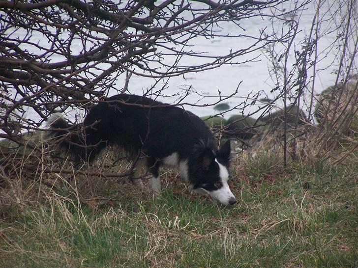 Border collie Cleo RIP lille tøs billede 8