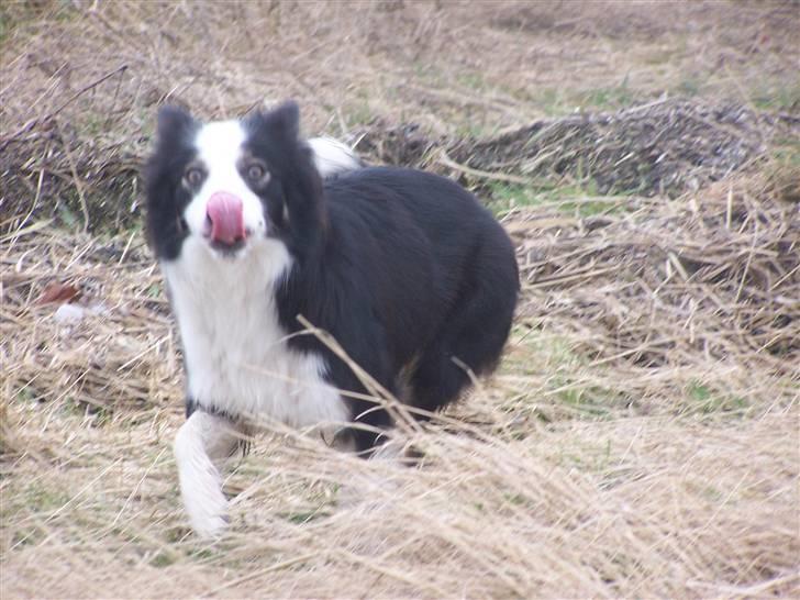 Border collie Cleo RIP lille tøs billede 9