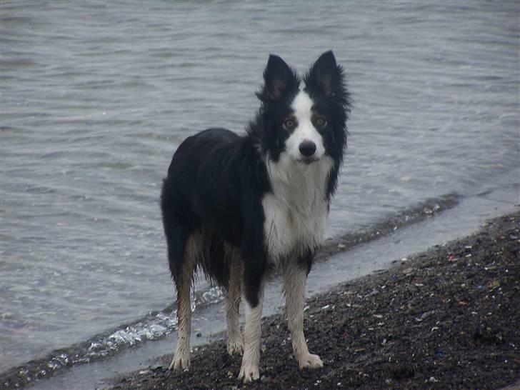 Border collie Cleo RIP lille tøs billede 10