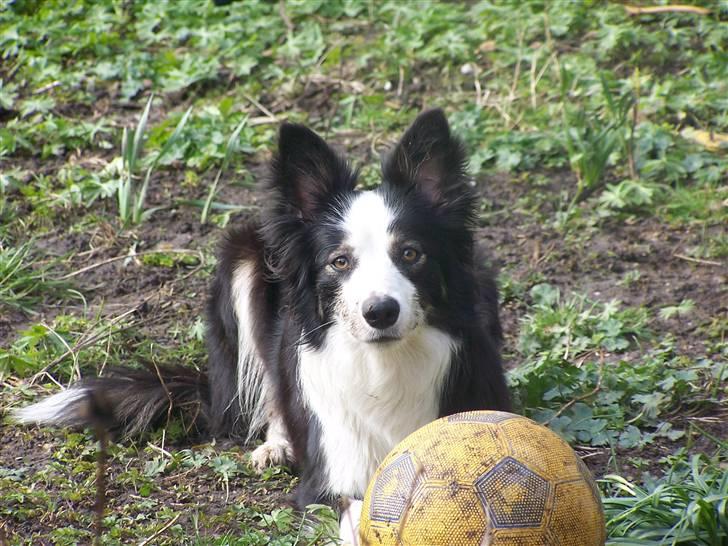 Border collie Cleo RIP lille tøs billede 11