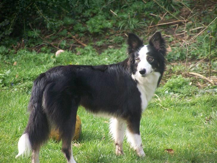 Border collie Cleo RIP lille tøs billede 12