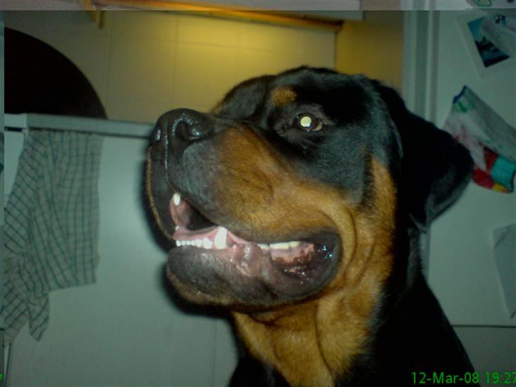 Rottweiler Zaiko - 11 måneder billede 9