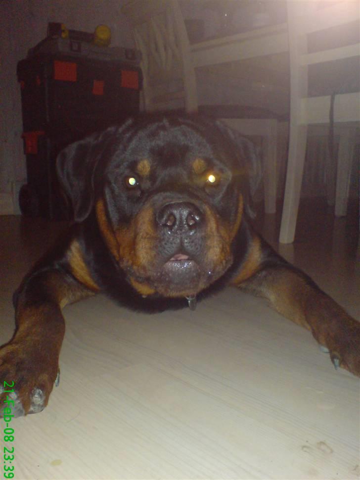 Rottweiler Zaiko billede 10