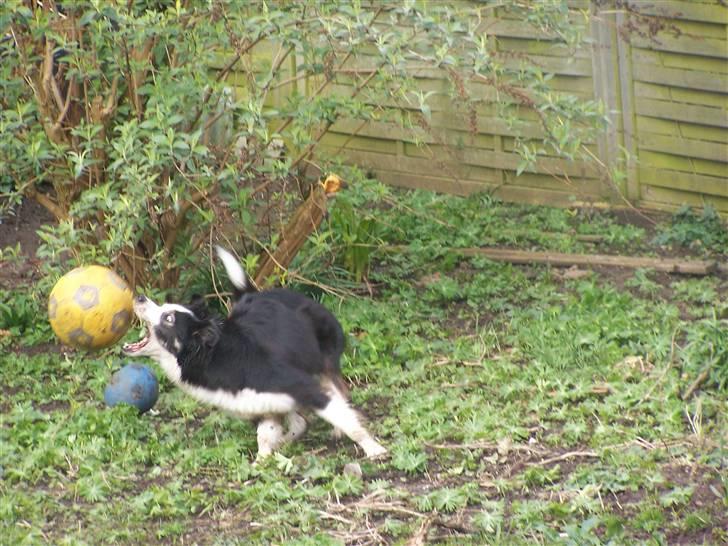 Border collie Cleo RIP lille tøs billede 14