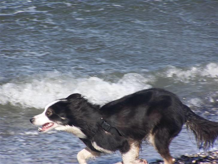 Border collie Cleo RIP lille tøs billede 15