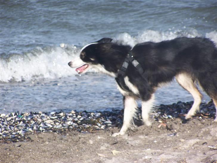 Border collie Cleo RIP lille tøs billede 16