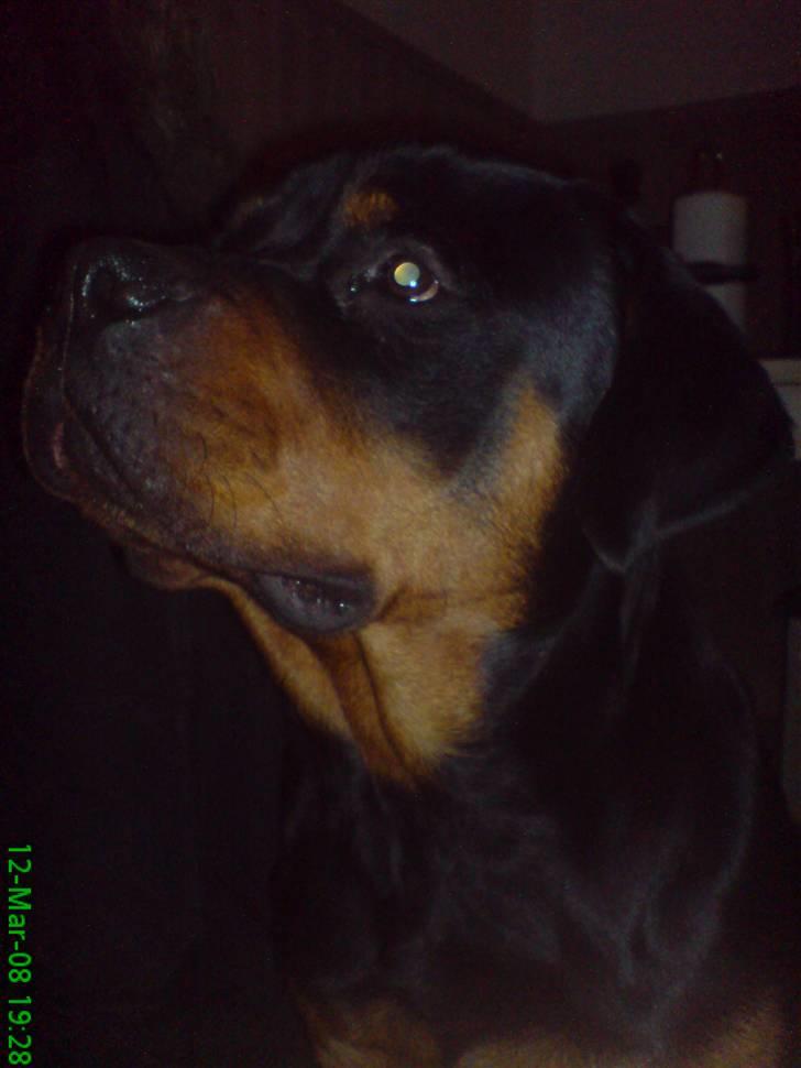 Rottweiler Zaiko - er det for tæt på? billede 12