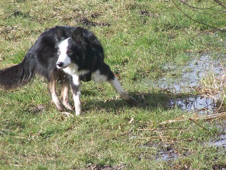 Border collie Cleo RIP lille tøs billede 17