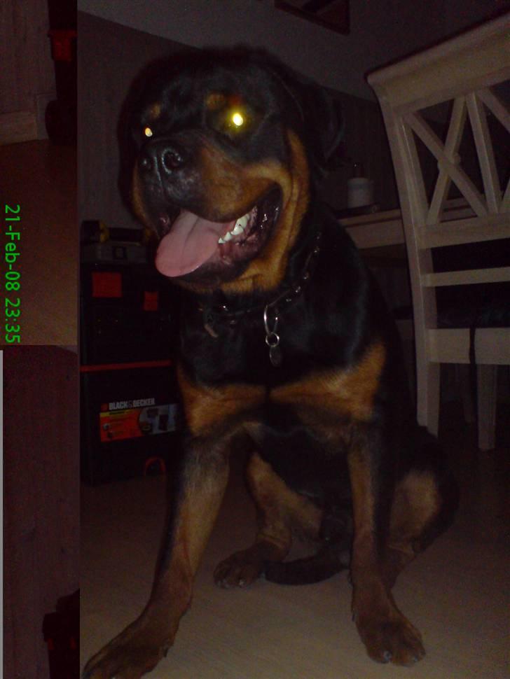 Rottweiler Zaiko - hej hej 11 måneder billede 13