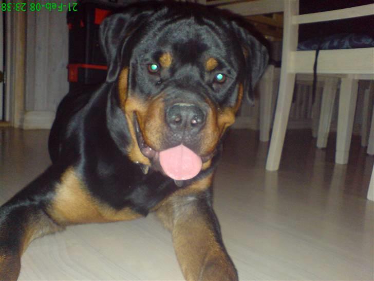 Rottweiler Zaiko - heyyy billede 14