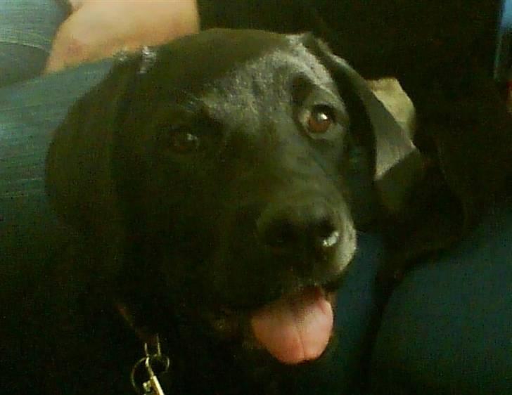 Blanding af racer Haja - Det er lidt hårdt at køre tog billede 1