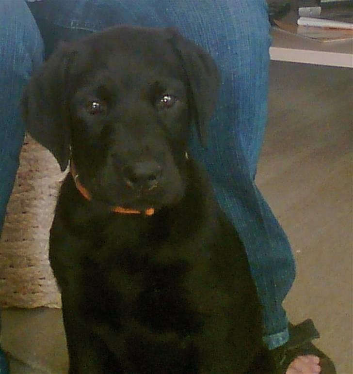 Blanding af racer Haja - Ser jeg godt ud mor billede 2