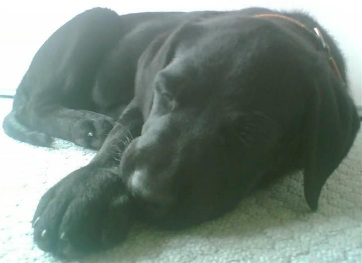 Blanding af racer Haja - Se mine STORE poter billede 3