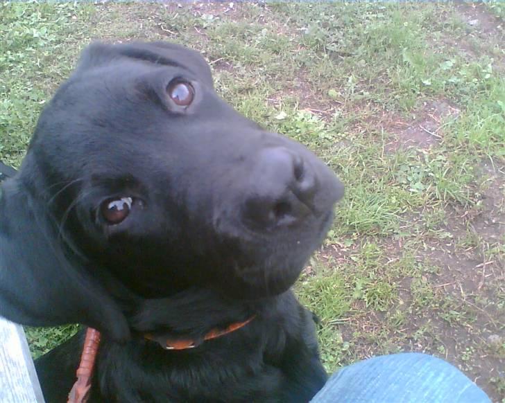 Blanding af racer Haja - Har du mad?? billede 4