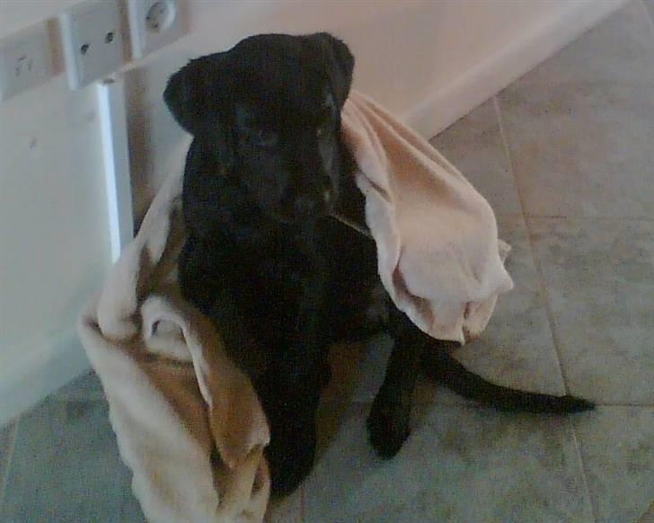 Blanding af racer Haja - Her er jeg ikke særlig gammel.. billede 5