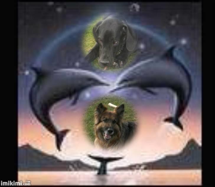 Blanding af racer bobo billede 6