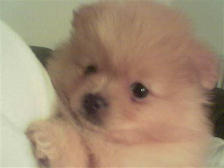 Pomeranian Svendsen - mobil billede 8 uger billede 5