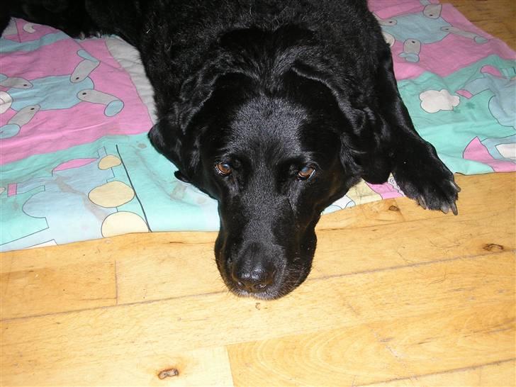 Labrador retriever Dina - Tager lige en slapper. billede 12