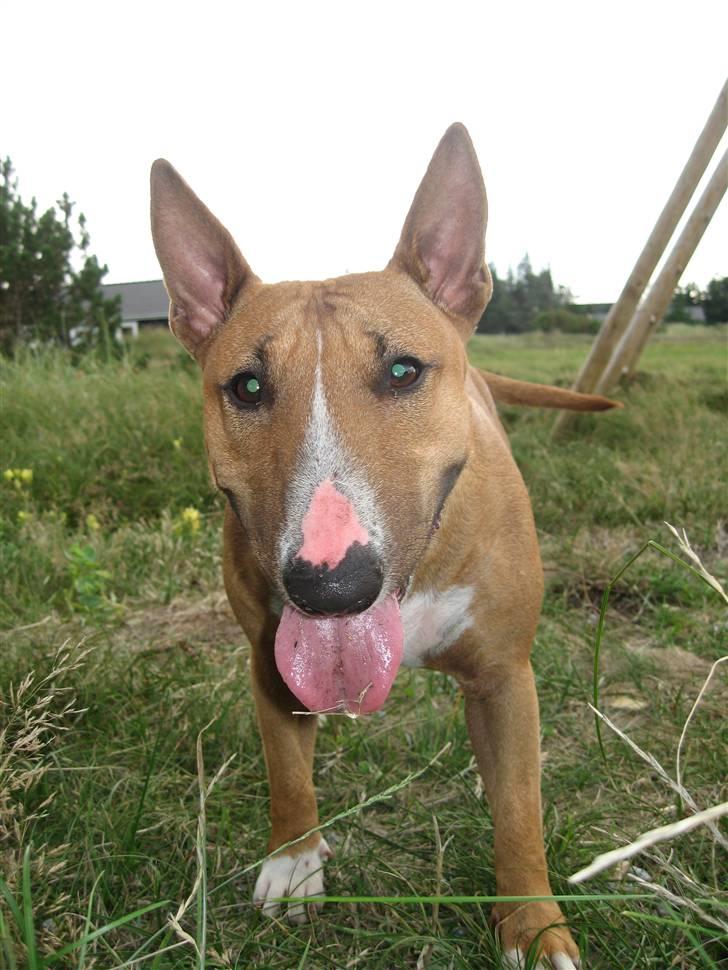 Bullterrier miniature Barca billede 18