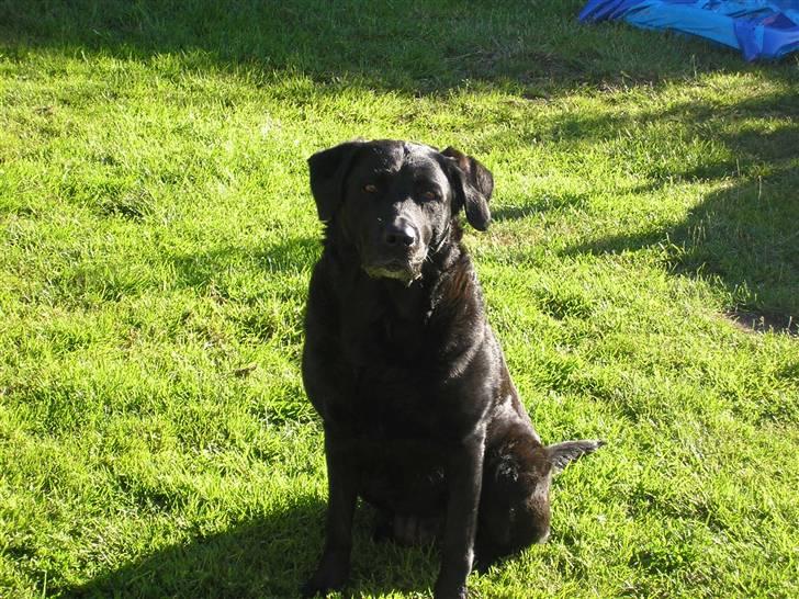 Labrador retriever Dina billede 13