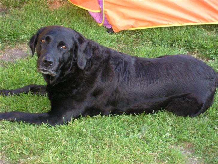 Labrador retriever Dina billede 14