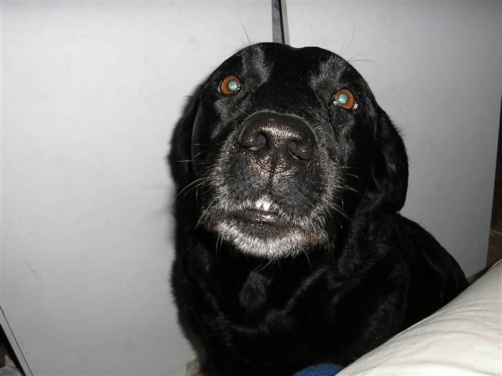 Labrador retriever Dina - Ligner jeg ikke en rigtig sælhund. billede 15