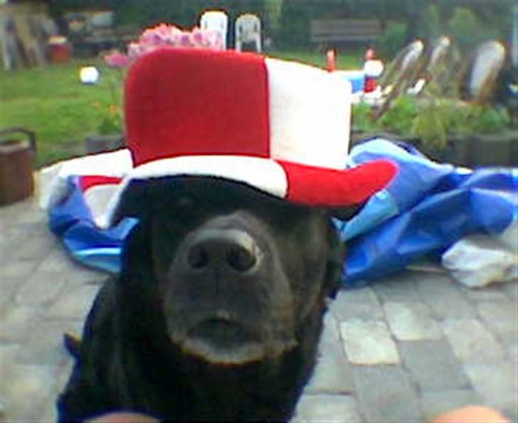 Labrador retriever Dina - Og DET VAR dANMARK..... billede 16