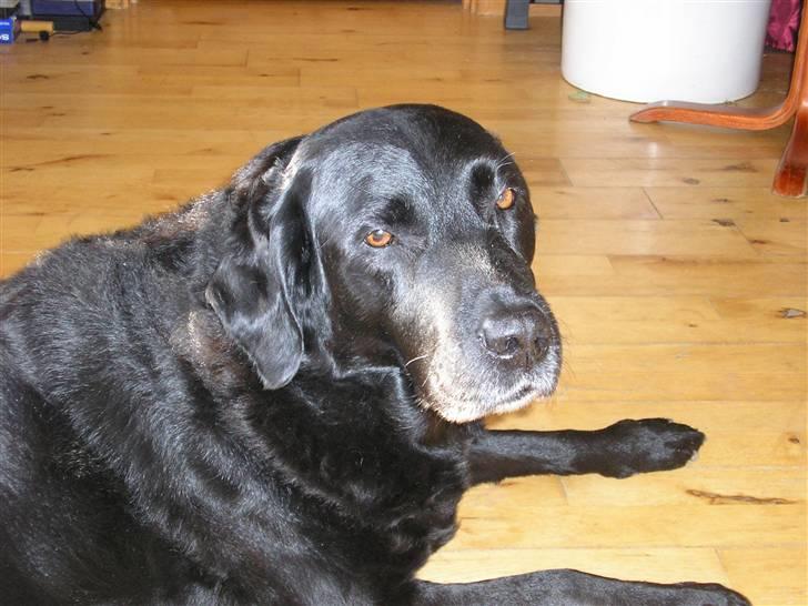 Labrador retriever Dina - Hej med dig. billede 17