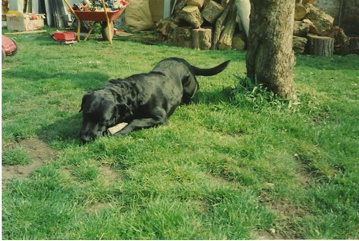 Labrador retriever Dina - Dian ca. 2 år gammel billede 19