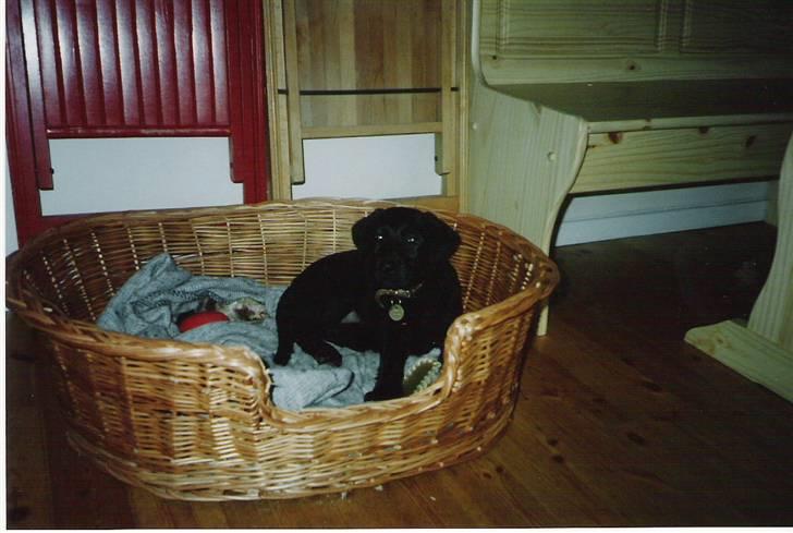 Labrador retriever Dina - Ung smuk og dejlig.. Dina ca. 12 uger. billede 20