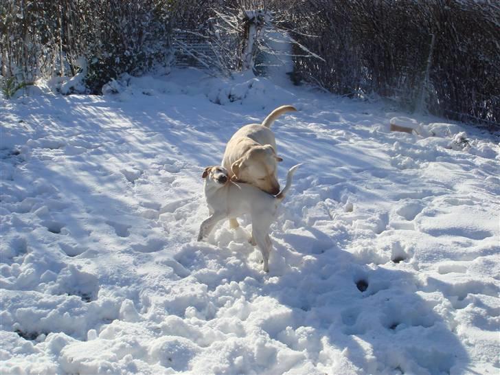 Labrador retriever Balto billede 18