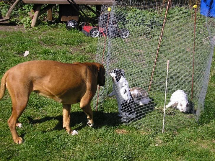 Blanding af racer Janet - Uha hvad er det for en lille fyr... BARE DEN IKKE BIDER MIG I NÆSEN. billede 14