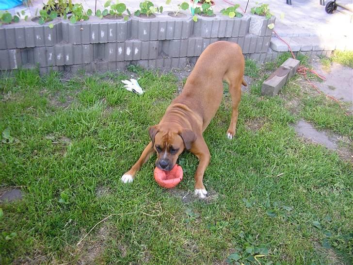 Blanding af racer Janet - Kom så... Tag den så. billede 15