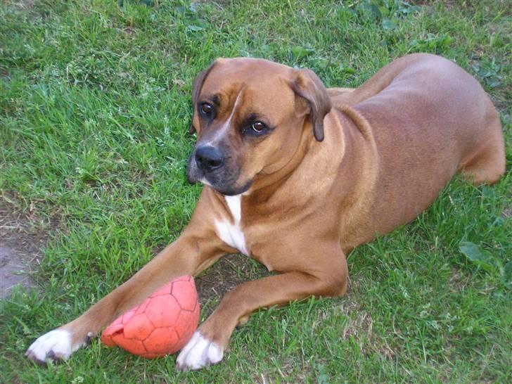 Blanding af racer Janet - Puha nu er jeg træt. billede 16