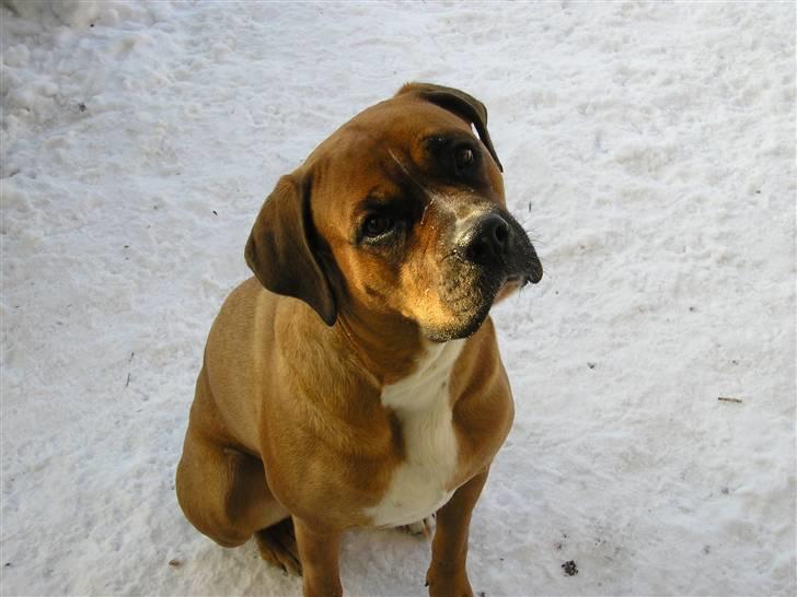 Blanding af racer Janet - Hvad nu mor. billede 17