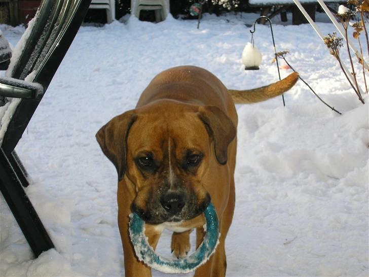 Blanding af racer Janet - Leg i sneen... billede 18