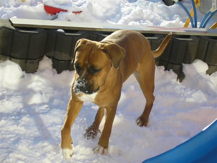 Blanding af racer Janet - Det er koldt det her!!!!! billede 19