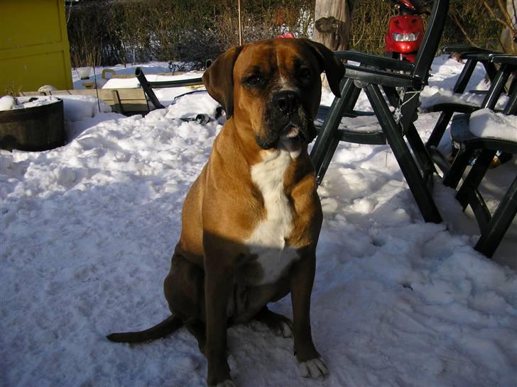 Blanding af racer Janet - Hva.... Sage du noget. billede 20