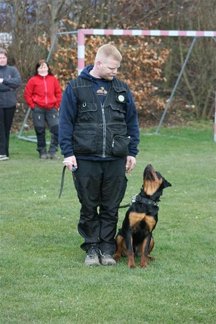 Rottweiler Elmedige´s Manny - Igen billede 8