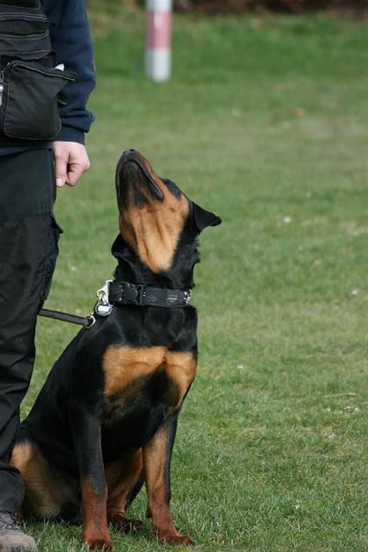 Rottweiler Elmedige´s Manny - Igen billede 9